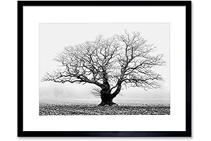Framed Photography: OLD OAK TREE BLACK WHITE MIST FOG PHOTO FRAMED ART...