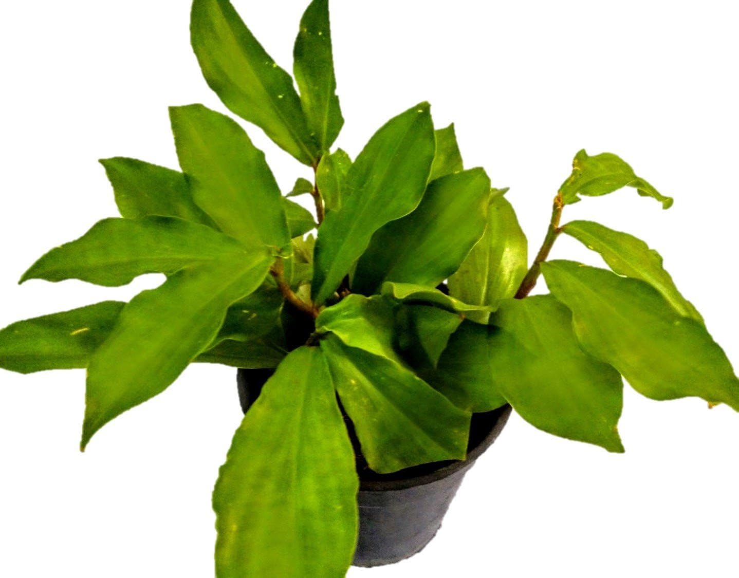 Klassic Insulin Indoor Plant - Costus Igneus"