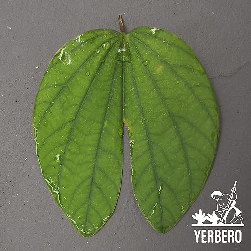 Vista 6 de Yerbero - Te Herbal Pata De Vaca Tamaños a Granel 8 oz (225gr) Té de hierbas (Hojas de Pie de Vaca, Bauhinia Forficata) Bolsa resellable de pie