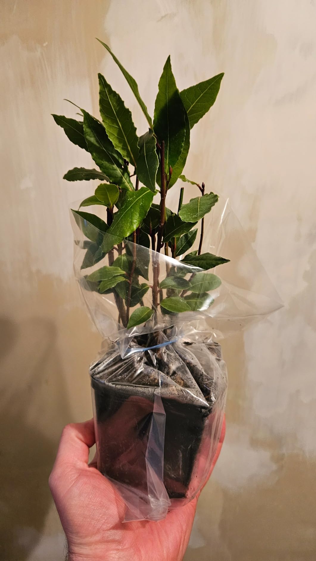 Bay Tree Plant (Laurus Nobilis) In 9cm Pot – Fresh Bay Leaves For Cooking, Rabbit Resistant