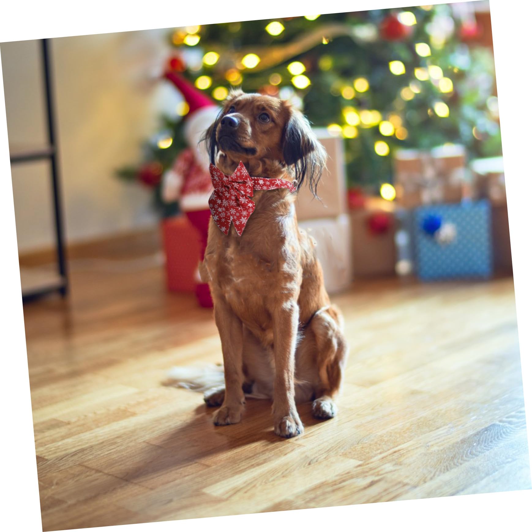 Collier Réglable pour Chaton avec Boucle pour Chat Accessoire De Noël pour Chien Et Animal De Compagnie