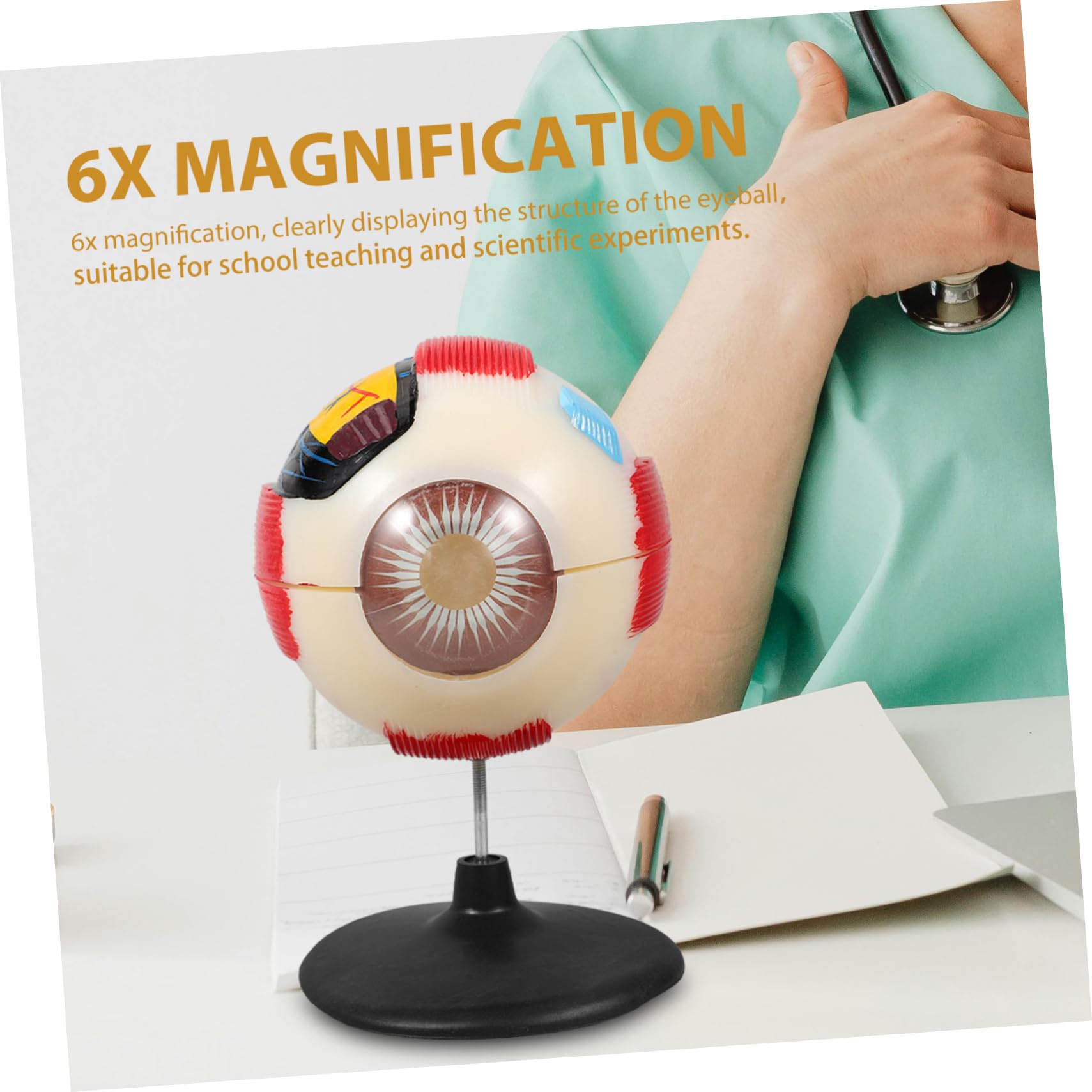 Amazon | SKISUNO アイモデル 眼科 医療モデル 解剖模型 教育用目の