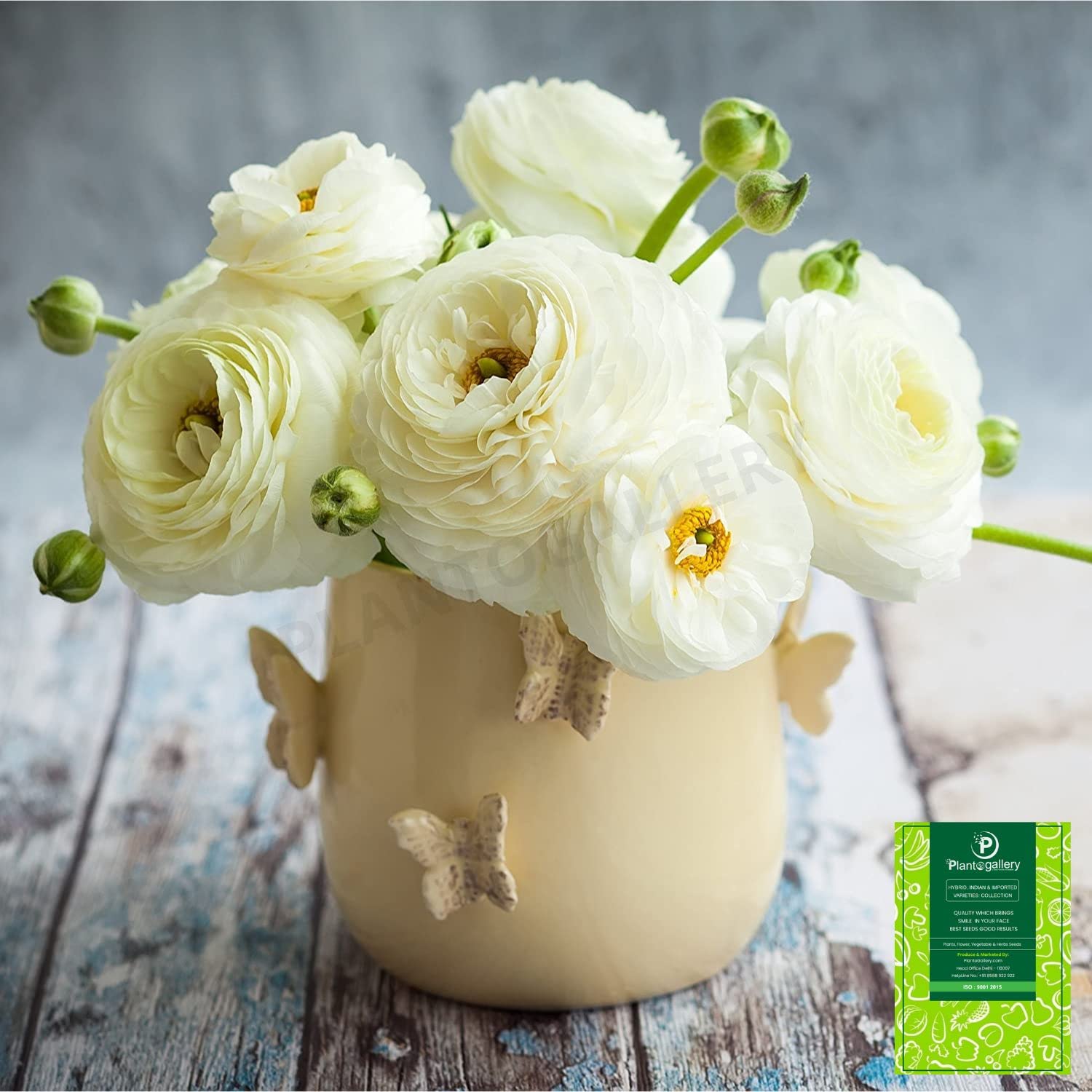 Plantogallery! Buttercup - Ranunculus Double Flower Bulbs - Pack of 5 Bulbs (White)-image-34