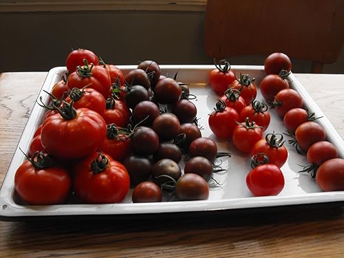 Miniatura 7 de Semillas Cherry Tomate Black Early Vegetable para plantar reliquia sin OMG