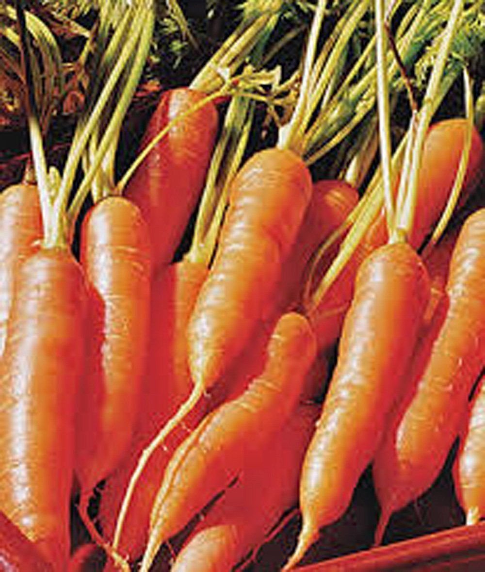 Carottes Graines de carotte Little Finger Biologique NON OGM plus de graines par paquet Li Paquet de 500 graines