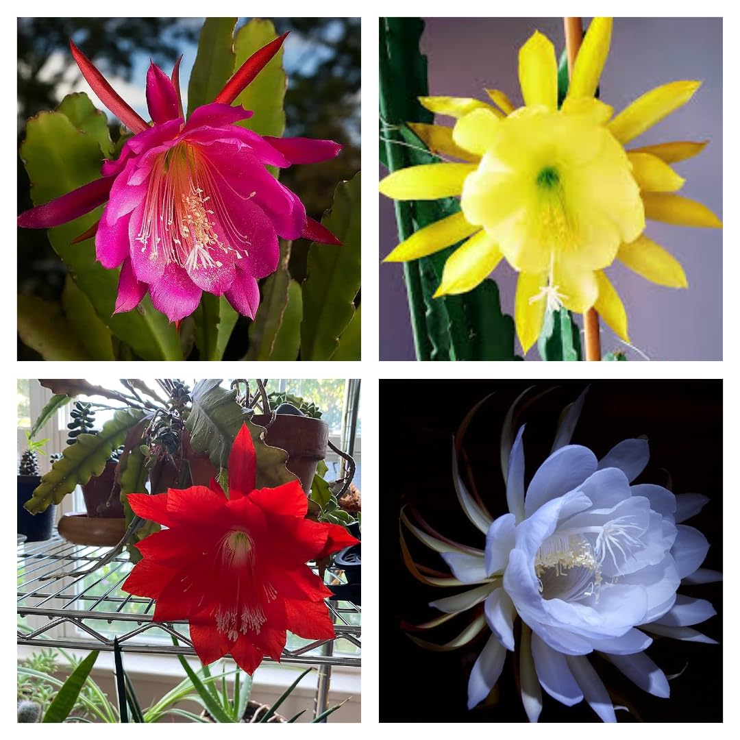White Night Queen Flower Plant, Red Night Queen Flower Plant, Yellow Night Queen Flower Plant, Pink Night Queen Flower Live Plant Combo Pack Of - 4 (Original Variety) Healthy Plant With- Papper Bag (B0D1C9DGTS) Amazon Price History, Amazon Price Tracker