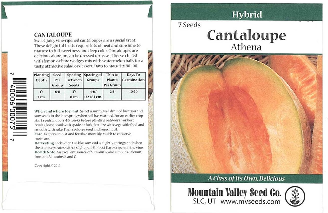 Cantaloupe Melon Garden Seeds - Athena Hybrid - 1000 Seeds - Non-GMO, Vegetable Gardening Seed - Fruit