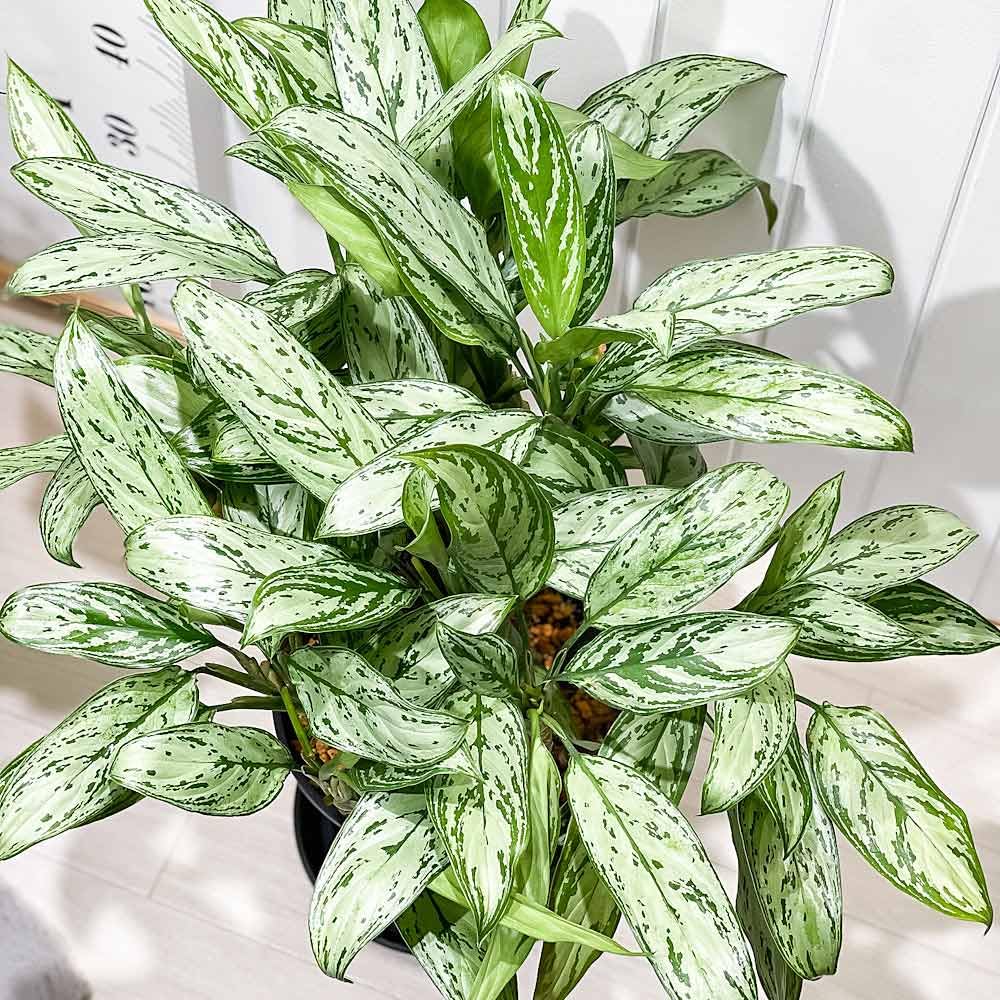 Amazon｜PLANCHU 観葉植物 アグラオネマ シルバークイーン 8号スリット