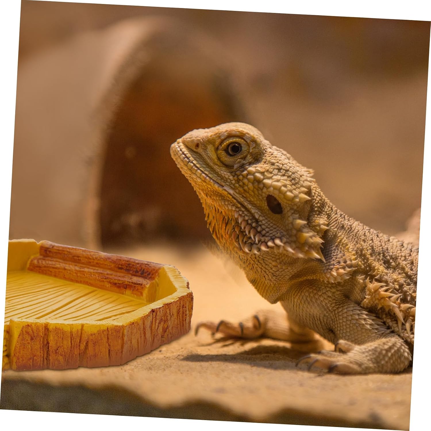 VICASKY Crawling Pet Food Storage Basin Decorative Pet Bowl for Reptiles and Animals