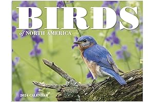 Birds of North America 2024 Hanging Cardinals Calendar