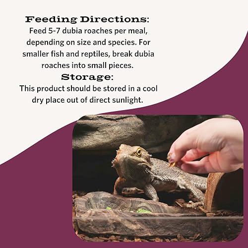 Miniatura 19 de Fluker's Grillos liofilizados, ideales para reptiles, pájaros y peces, llenos de proteínas y nutrientes esenciales, 1.2 onzas