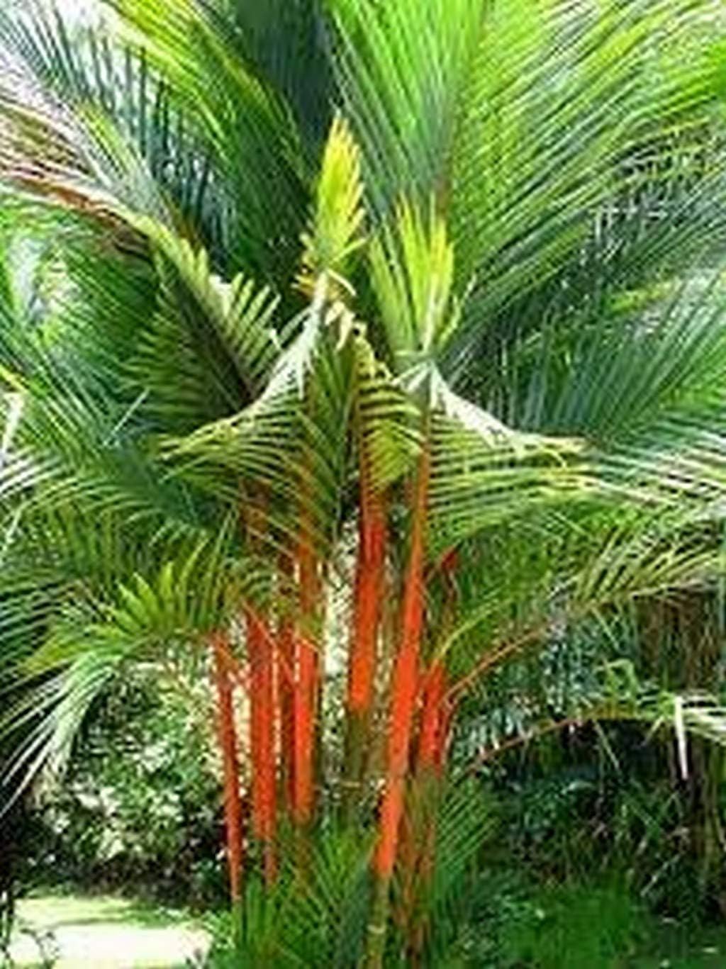 Creative Farmer Palm Tree Live Plant Lipstick Cyrtostachys Renda Red Sealing Wax Small Healthy Garden Ornamental Thailand Indoor (1 Live Palm Plant) C