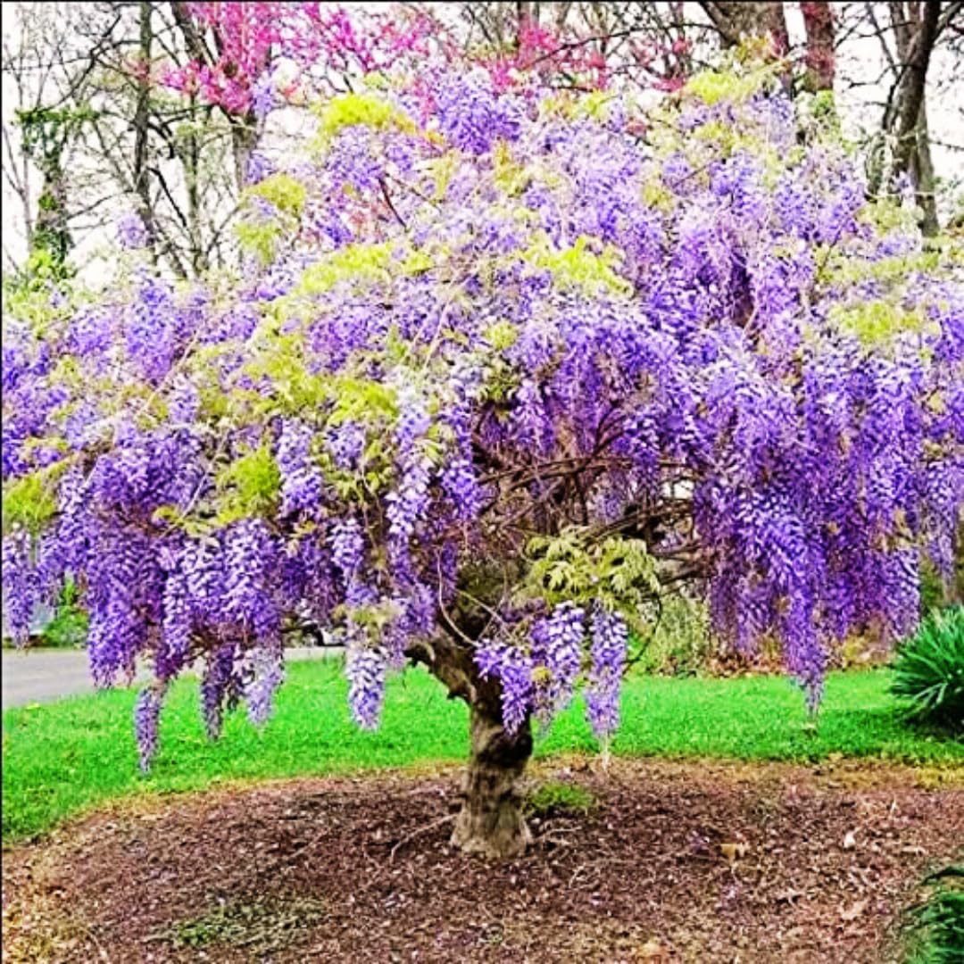 Amazon.com : Purple Wisteria Tree Live Plant in 2.5 Inch Pot Size, Wisteria  Tree Live Plant for Planting Outdoors : Patio, Lawn & Garden