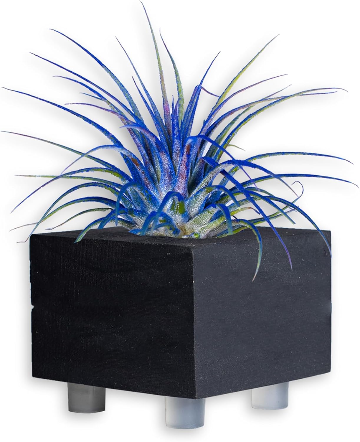 Air Plants - Tillandsia Ionantha - Organically Enhanced Color - Live Arrival Guaranteed - House Plants for Home Decor & Gift (Blue_Bell_3pk+Black_Planters)