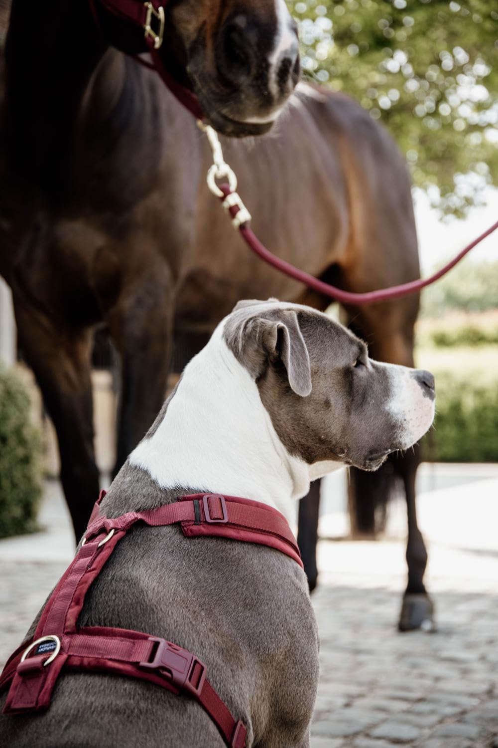 Arnés Activo para Perros Kentucky Velvet