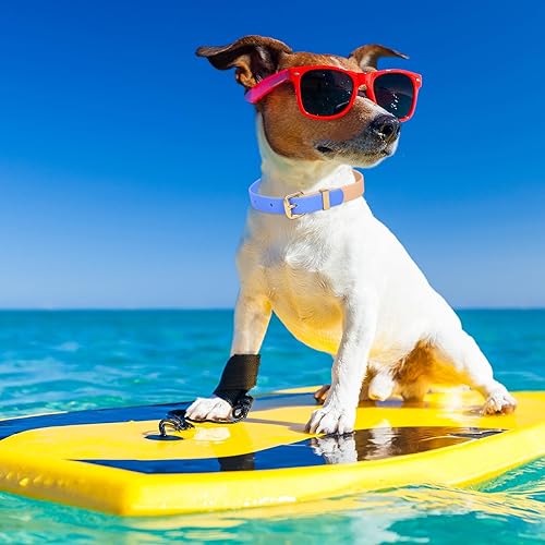 Miniatura 2 de HIIXHC Collares de perro impermeables, suaves, duraderos, fáciles de limpiar, ajustables de goma para perros pequeños, medianos y grandes