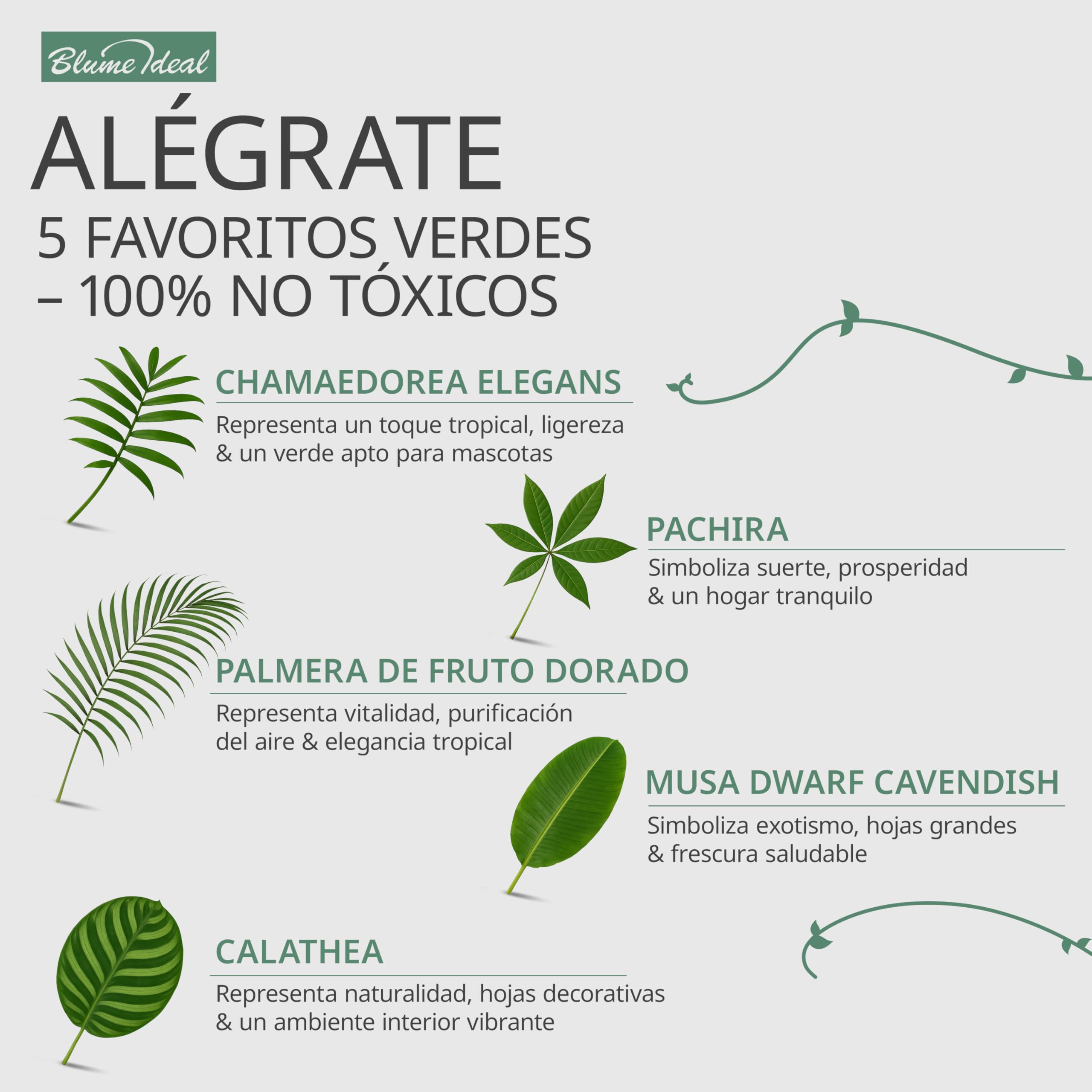 Set de 5 Plantas “Apto para Mascotas”, +/- 30–60 cm, ø 12–15 cm maceta, Palmera de Salón, Planta de Plátano, Palmera Areca, Árbol del Dinero, Calatea, no tóxico y apto para mascotas — view 2