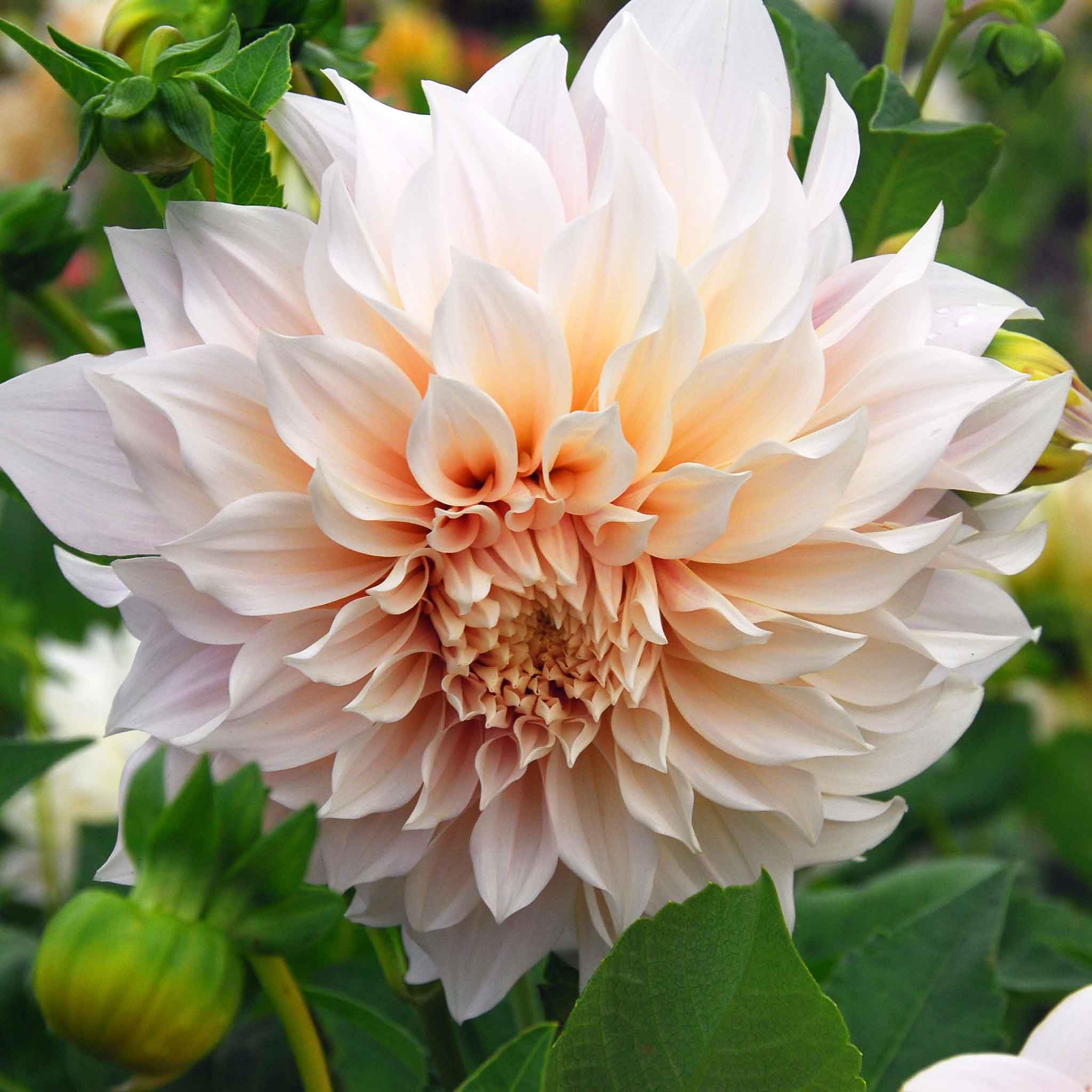 Eden Brothers Cafe au Lait Dahlia