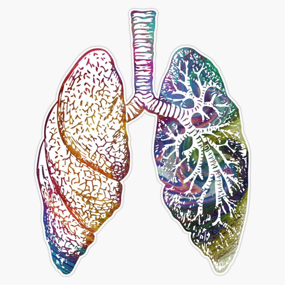 Lungs - Colours Vinyl Waterproof Sticker Decal Car Laptop Wall Window Bumper Sticker 5"