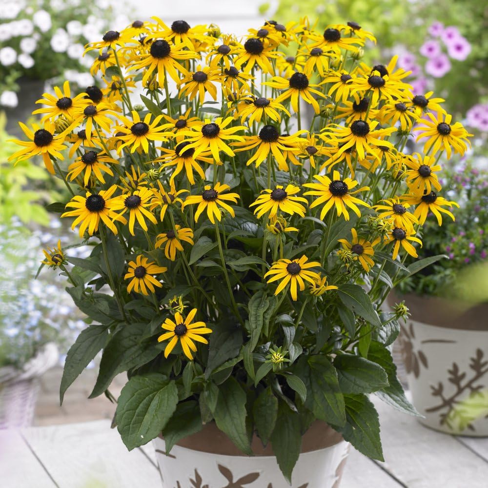 Rudbeckia fulgida 'Little Goldstar' - Compact Black Eyed Susan, Non-Stop Golden Yellow Flowers, Bee & Butterfly Friendly, Easy to Grow - 1x 1 Litre Potted Plants by Thompson & Morgan