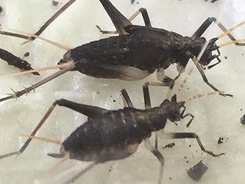 Amazon 544 2 鈴虫幼虫 ベイビースズムシ 鈴虫幼虫オスメス混在30匹 生体 花とハーブの店フェアリー 昆虫 通販