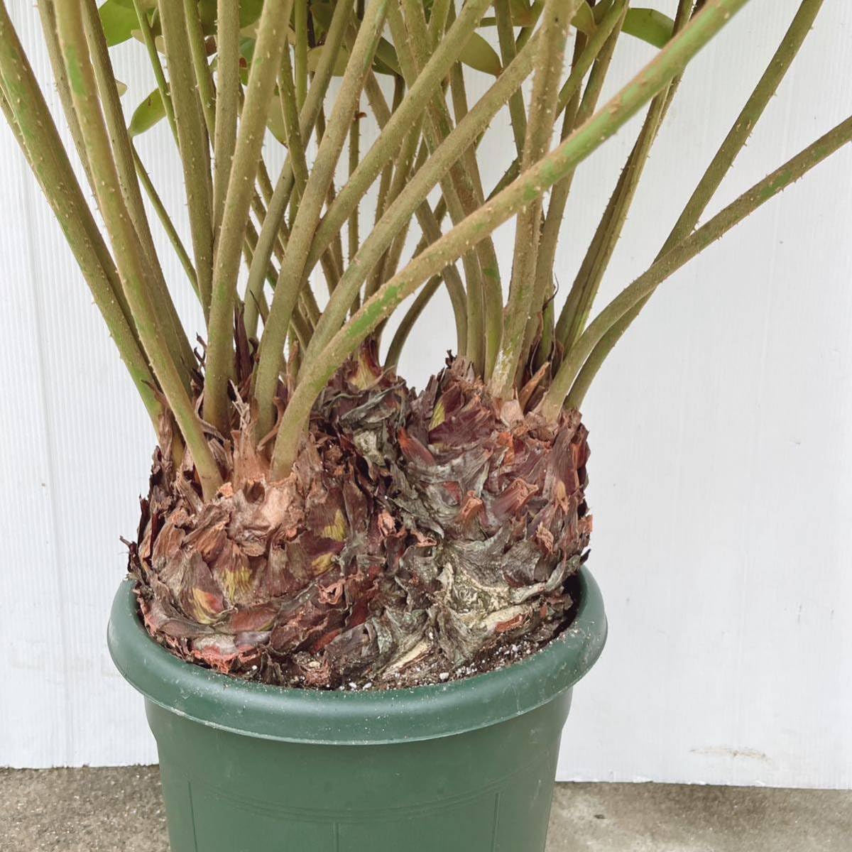 メキシコソテツ　3頭 メキシコソテツ3頭