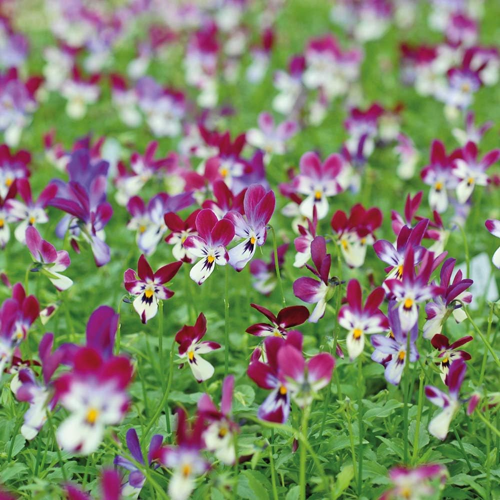 Viola Bunny Ears Viola 5X wittrockiana Pansy Hardy Perennials Ideal for Patio Pots, Cottage Garden displays, Alpine and Rockery,Postiplugs by Thompson and Morgan (5)
