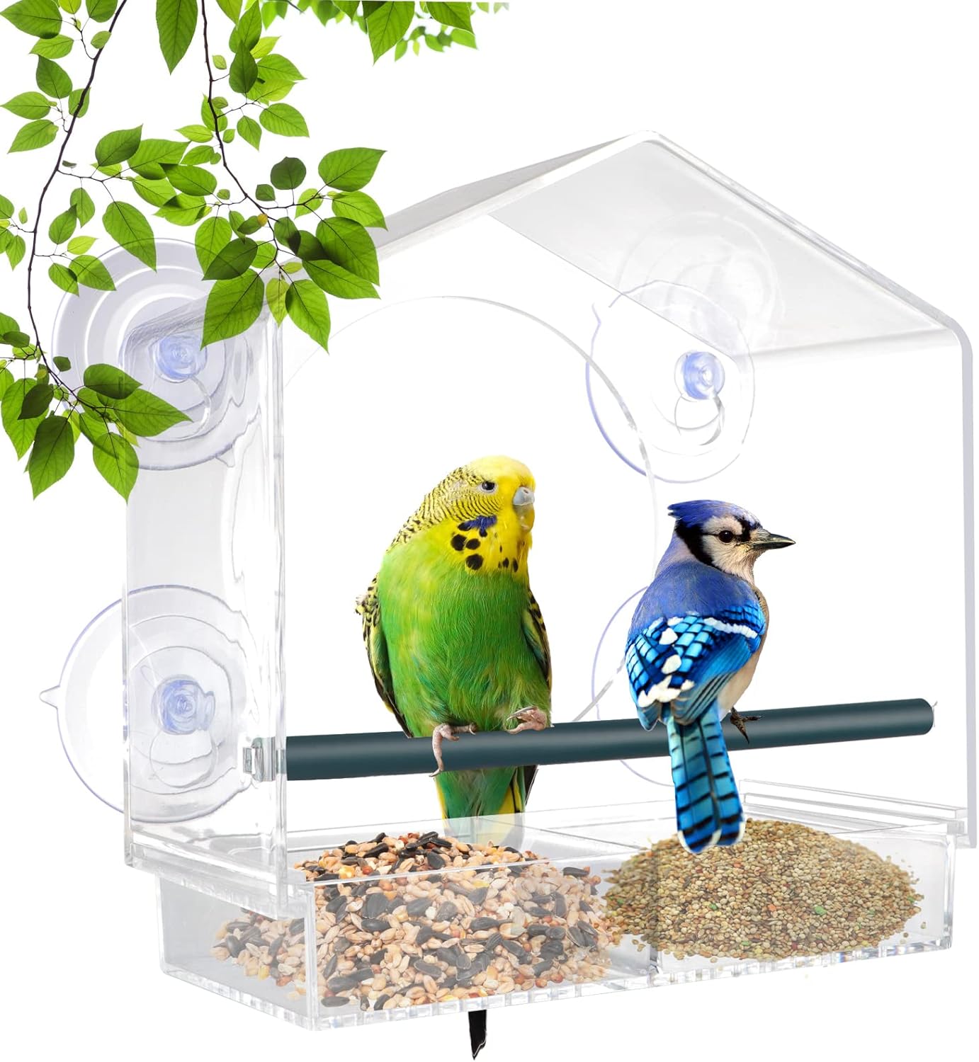 window bird feeder, bird