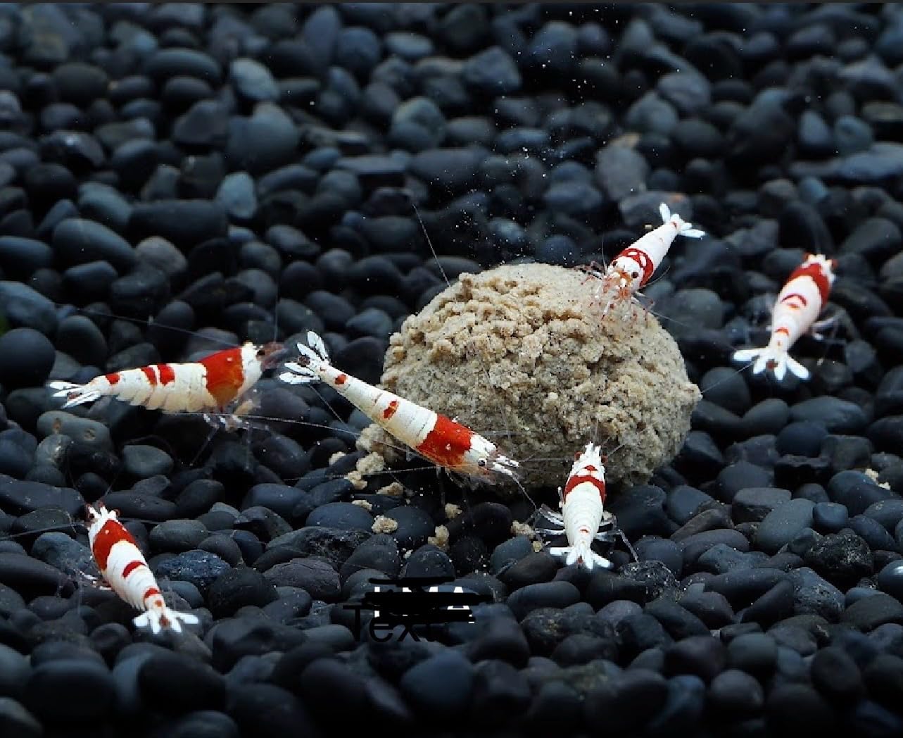 10 x Live Crystal Red Bee.Pure Red Line. Shrimp, Premium Grade, 1.5 cm, Mixed Sex HIGH Grade SS