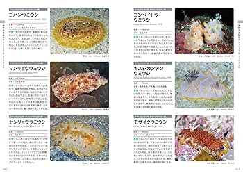 フィールド図鑑 日本のウミウシ : Amazon.co.uk: Books