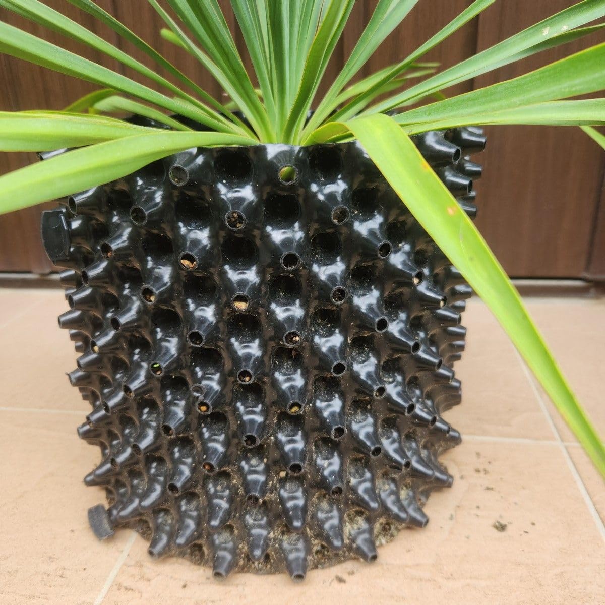 ユッカ ブルーセントリー エアーポット鉢植え 苗 南国リゾート風 耐寒