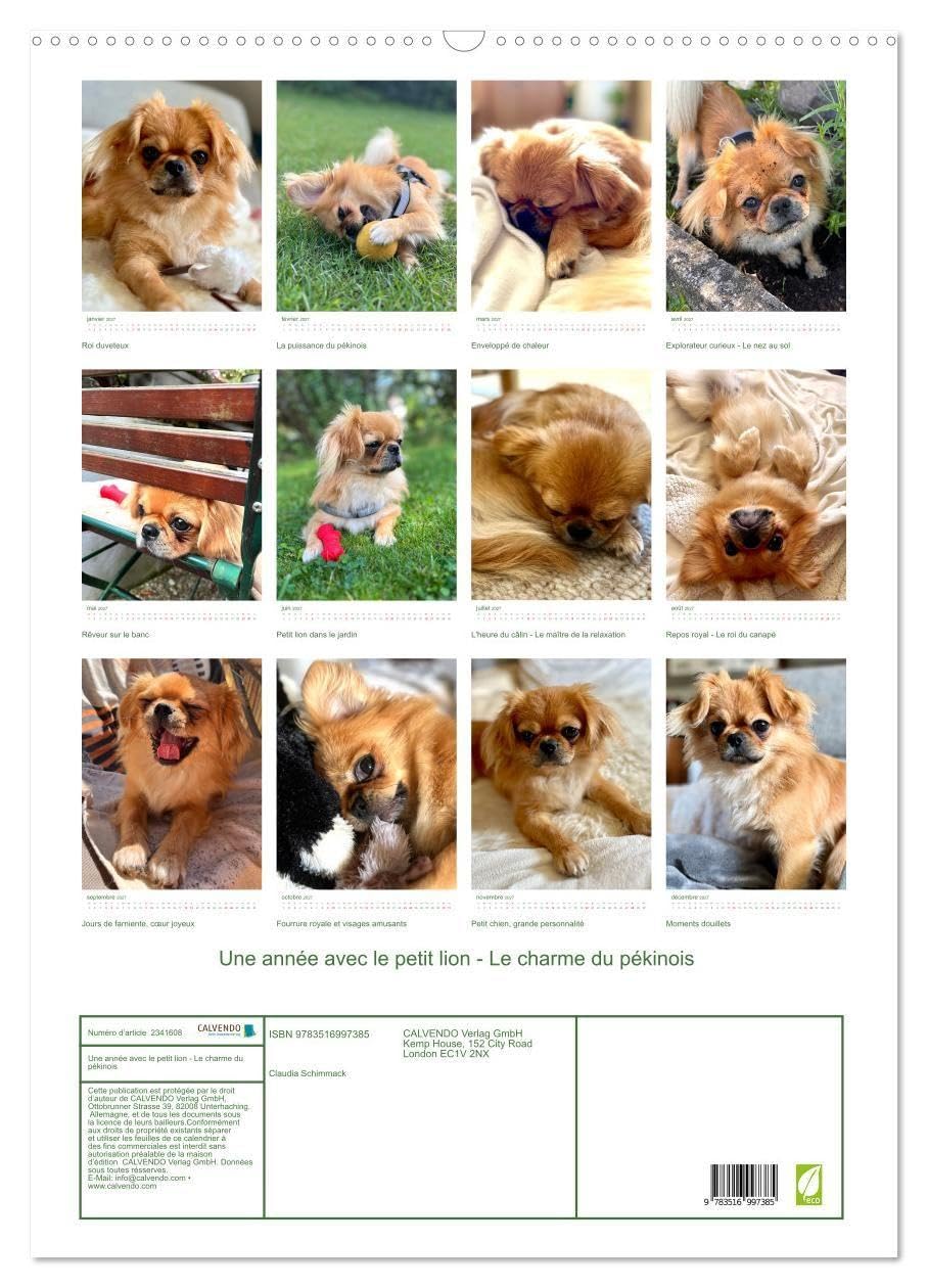 Une année avec le petit lion - Le charme du pékinois (Calendrier mural 2027 DIN A2 horizontal), CALVENDO calendrier mensuel: Charmant calendrier ... au c¿ur. Un must pour les fans de chiens