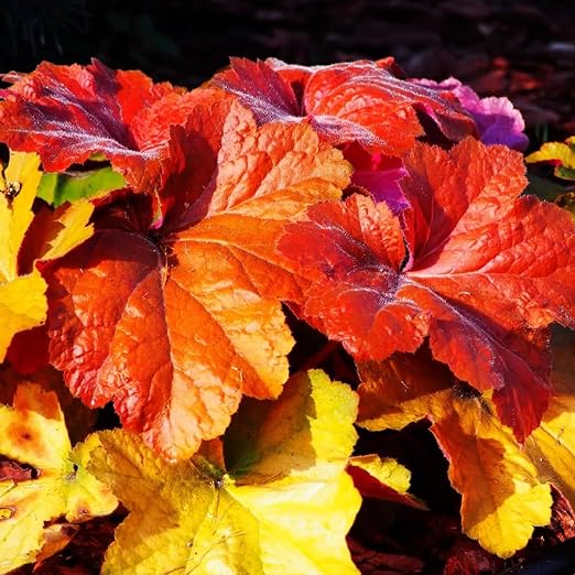 Heuchera Live Plants, Coral Bells WellRooted Perennial