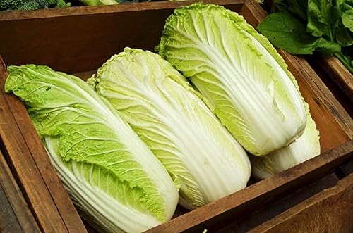 Miniatura 7 de Semillas Napa Col China No GMO Heirloom