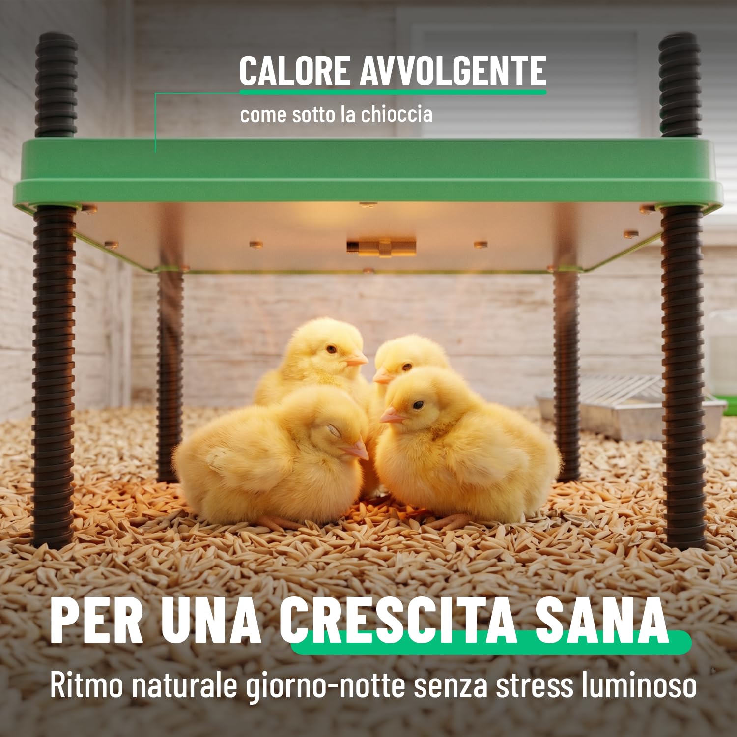 greate Piastra Riscaldante per Pulcini 80 W regolabile 10-70 °C con display LED - Chioccia Artificiale per Pulcini altezza regolabile 30 x 30 cm