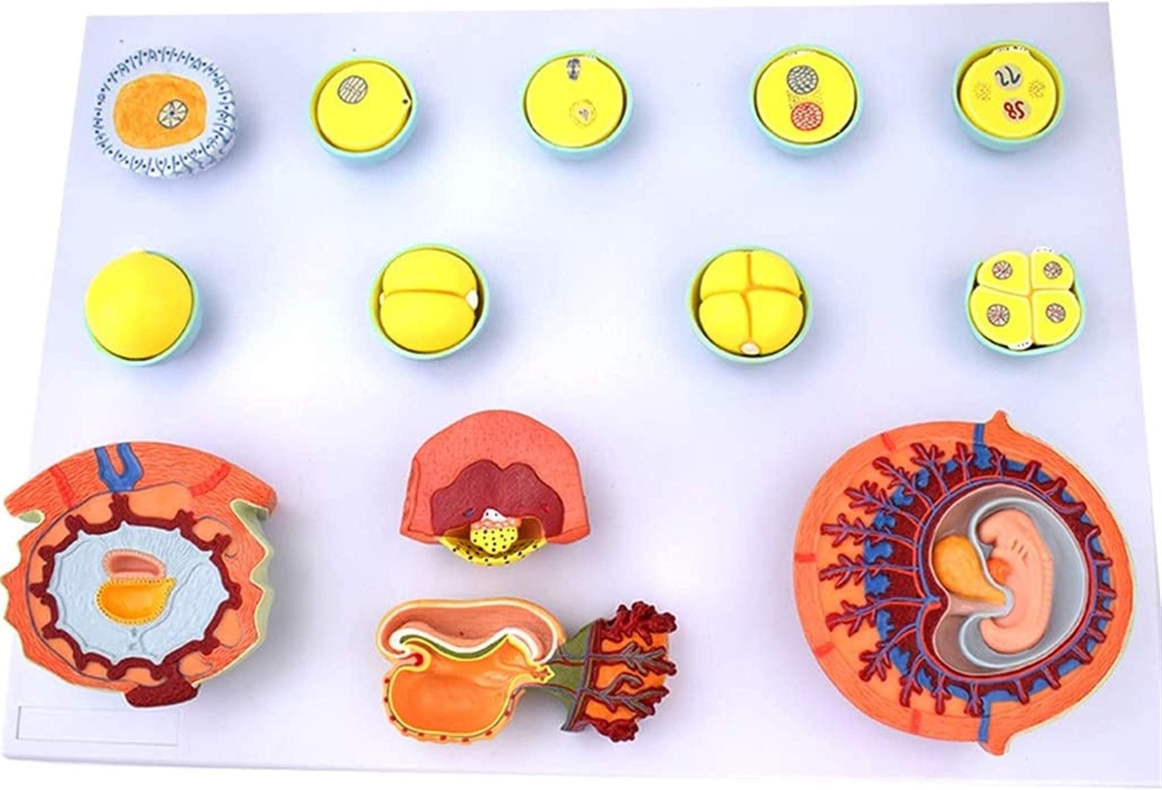 Study Model Fertilization and Early Embryo Development Process Model - Embryo Development Model Tissue Embryo Anatomy Model - for Medical Teaching Training Demonstration Tool