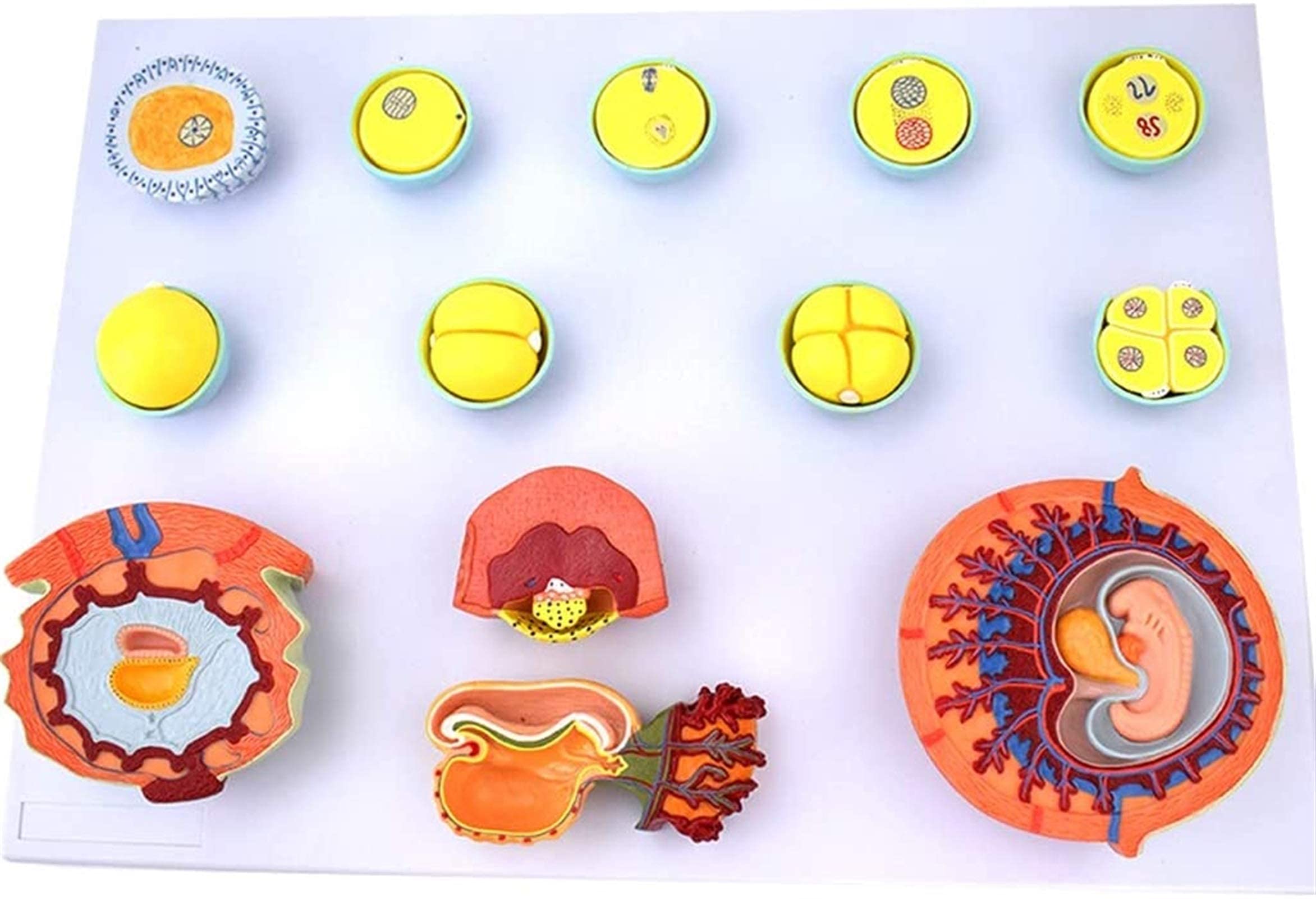 Study Model Fertilization and Early Embryo Development Process Model - Embryo Development Model Tissue Embryo Anatomy Model - for Medical Teaching Training Demonstration Tool