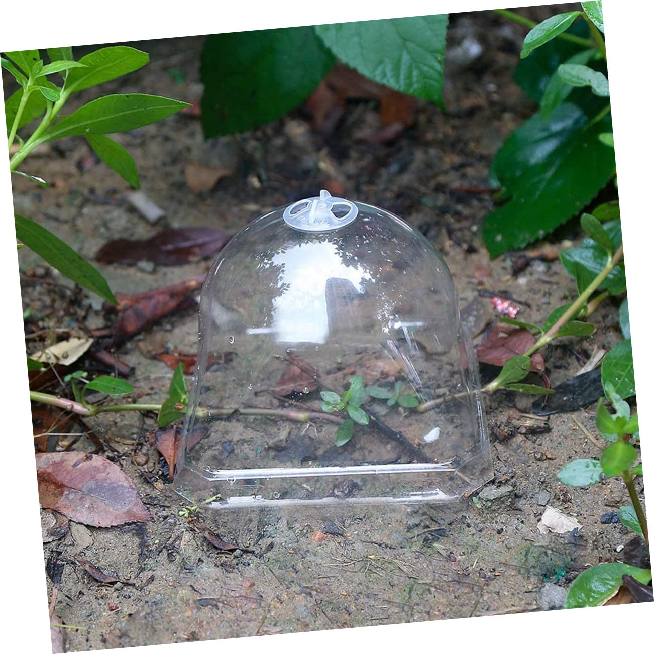 POPETPOP 60 osłonka na sadzonkę doniczkową małe terrarium mała kopuła klosza ogrodowego błyszczyk mały plastikowy pojemnik klosz z tworzywa sztucznego mini zakład