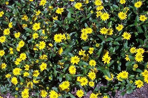 Miniatura 4 de Semillas de zinnia rastreras - Flores naranjas semi-dobles con centros oscuros hermosos (200 - semillas)