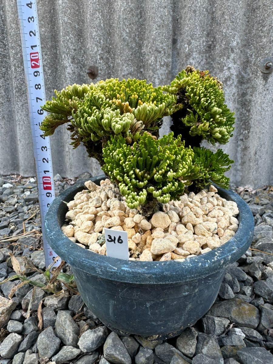 Amazon.co.jp: 玉獅子 岩松 イワヒバ 岩ヒバ 盆栽 山野草 高山植物 316