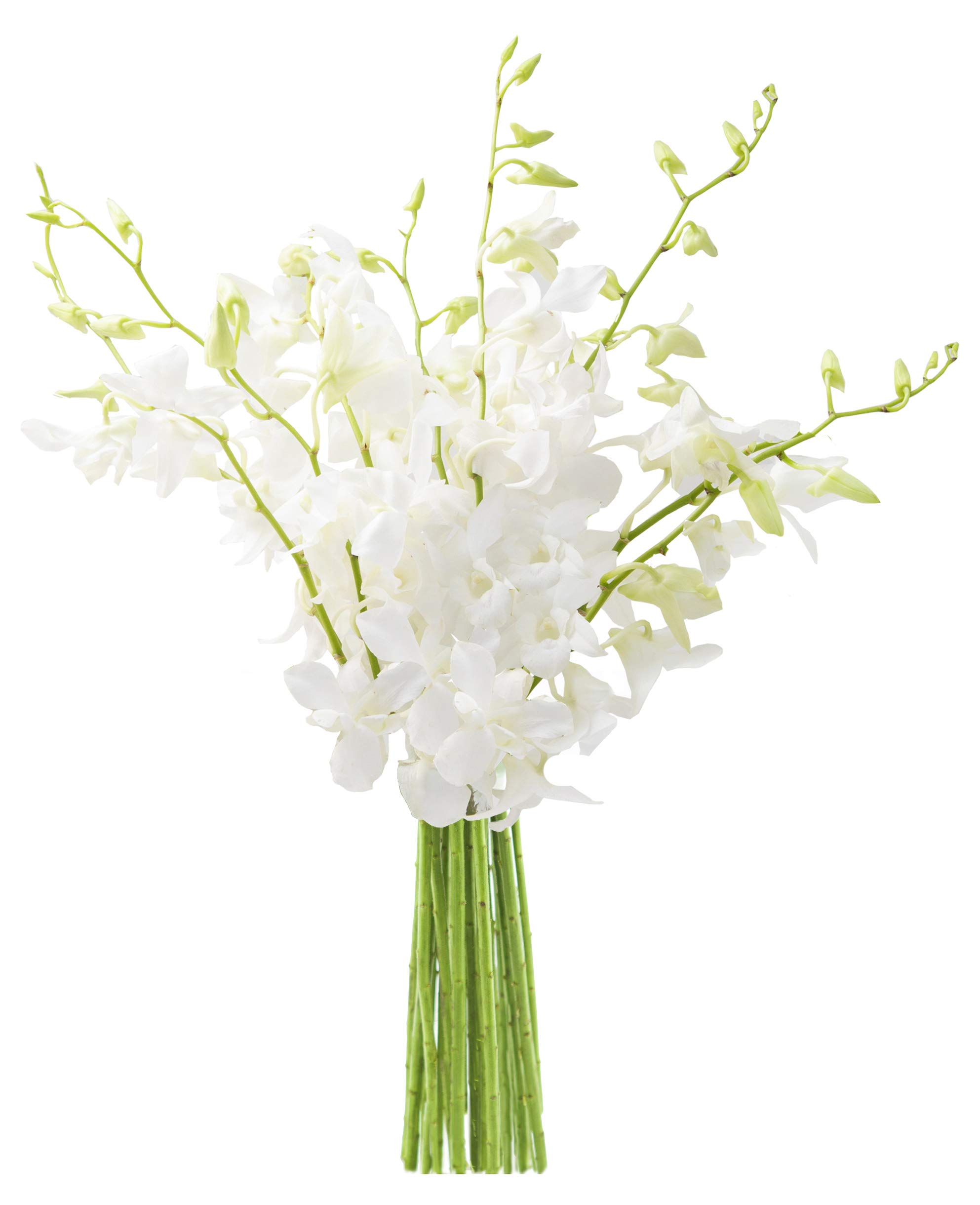 KaBloomFlowers - Exotic Perla White Orchid Bouquet of 10 White Orchids Without Vase - Gift for Birthday, Get Well, Easter, Valentine, Mother’s Day Fresh Flowers
