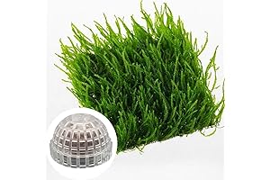 Java Moss Live Plant for Aquarium, 9 Square Inch Flame Moss
