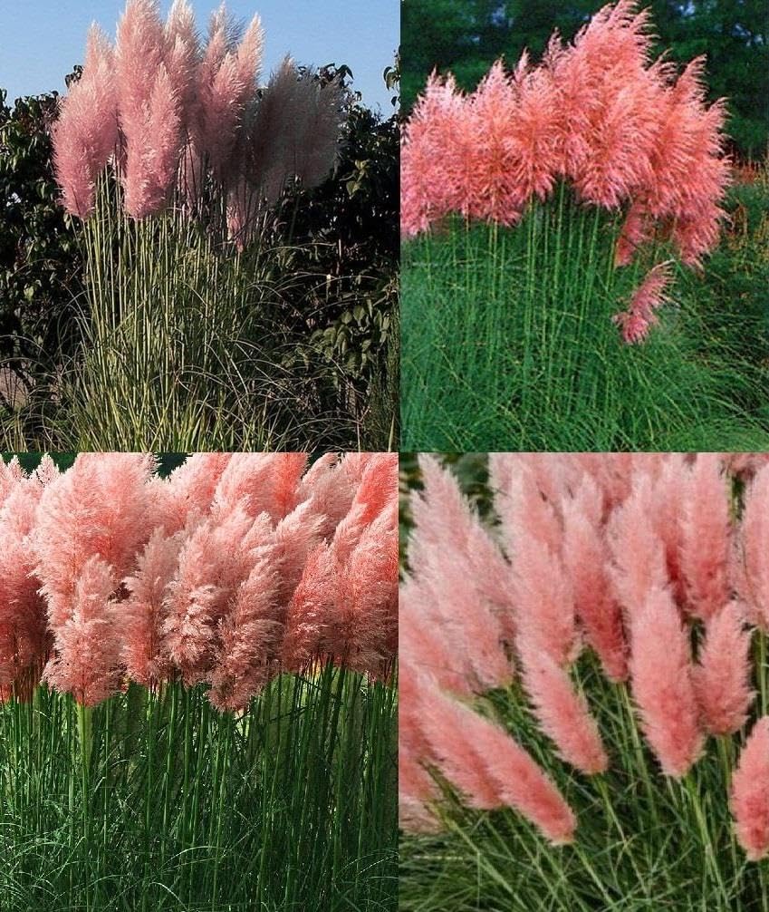 Direct Plants Cortaderia Rosea Pink Pampas Grass Extra Large Plant 3-4ft Supplied in a 7.5 Litre Pot