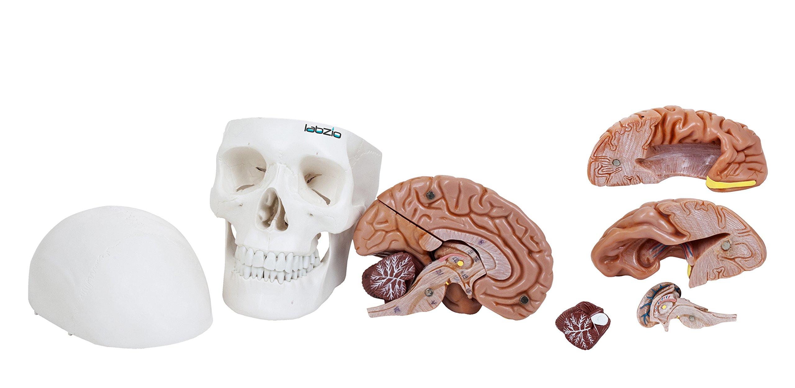 Skull Models - Anatomical Life Size Precisely Made Skull Models for Educational and Learning Purpose (Skull Model with Movable Jaw & 8 Parts Dissectible Brain)