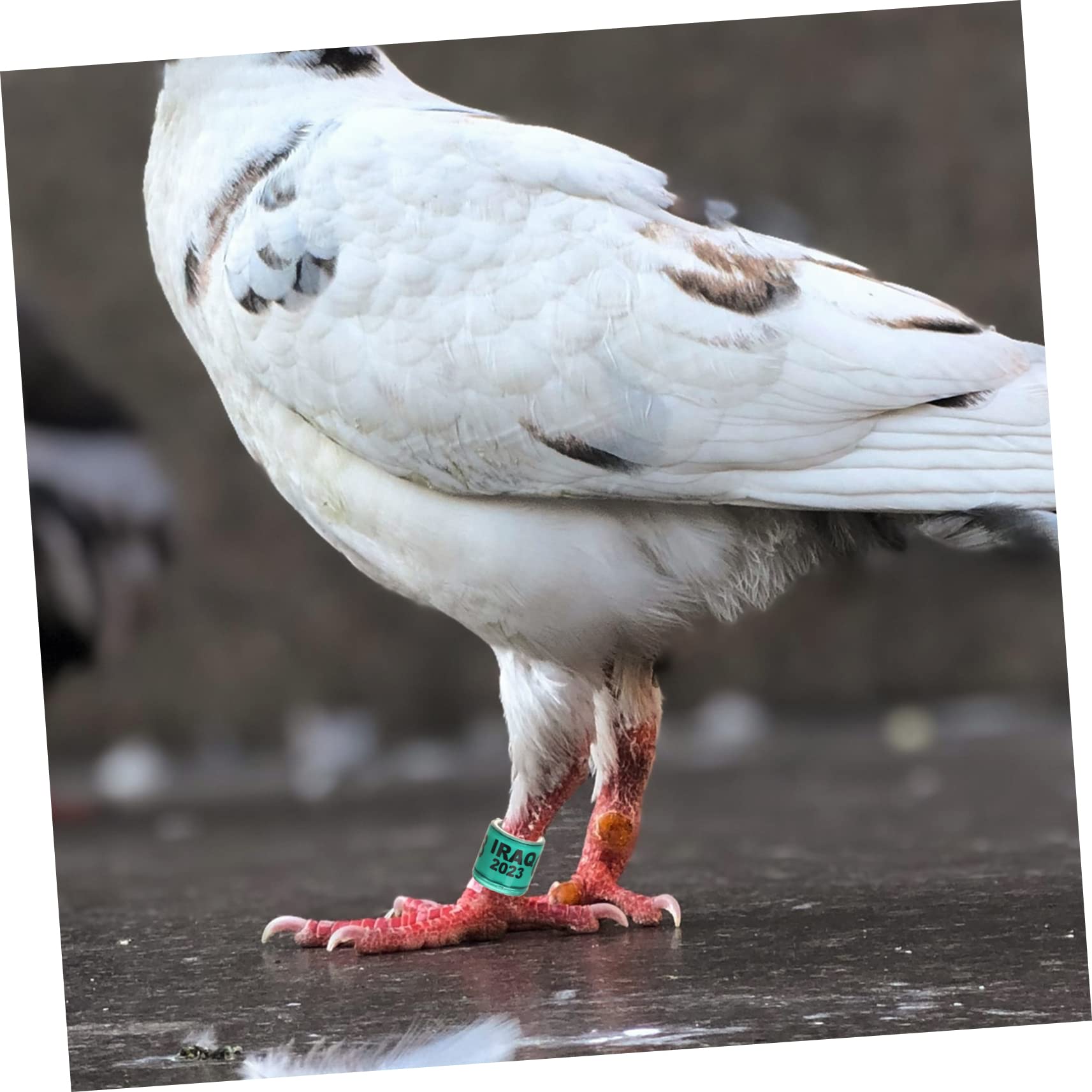 YARNOW 400pezzi Anelli per Piedi di Piccione Fasce Identificative Colorate per Piccioni da Corsa e Volatili Anelli Multi-Funzionali per Pollame e Uccelli con Materiale di Alta qualità
