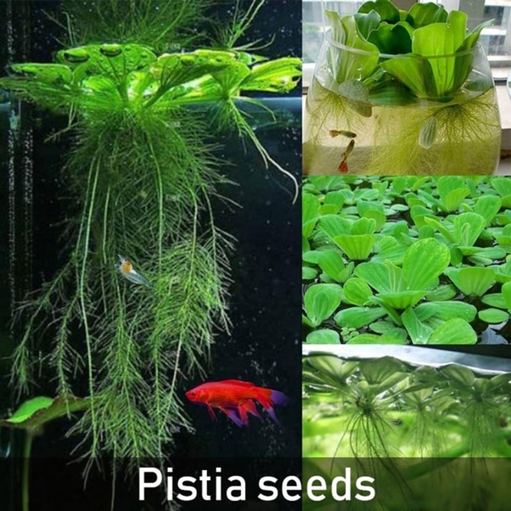 50 pièces Dichondra Pistia graines jardin étang plante piscine Aquarium réservoir décor jardinage cadeau pour hommes, femmes, enfants Graines de Dichondre