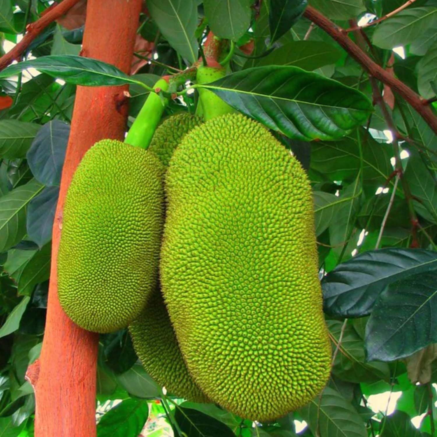 See full amazon price history chart for IXORA Jackfruit Seedless Gumless Varikka Katahal Panasa Chakka variety Grafted Fruit Live Plants & Tree (1.5-3 Feet Size) IXORA Jackfruit Seedless Gumless Varikka Katahal Panasa Chakka variety Grafted Fruit Live Plants & Tree (1.5-3 Feet Size) (B0BMXTVGX6) Amazon Price History, Amazon Price Tracker