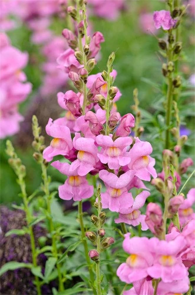 flowers for algernon R32GT-R 零奈 5 BULBS Z. PINK BROCADE RAIN LILY ZEPHYRANTHES ROSEA