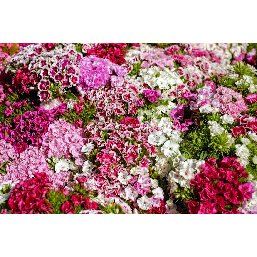 See full amazon price history chart for Saphirre Seeds Carnation Flower Seeds (100+ Per Packet) Saphirre Seeds Carnation Flower Seeds (100+ Per Packet) (B0D7SPRWD4) Amazon Price History, Amazon Price Tracker