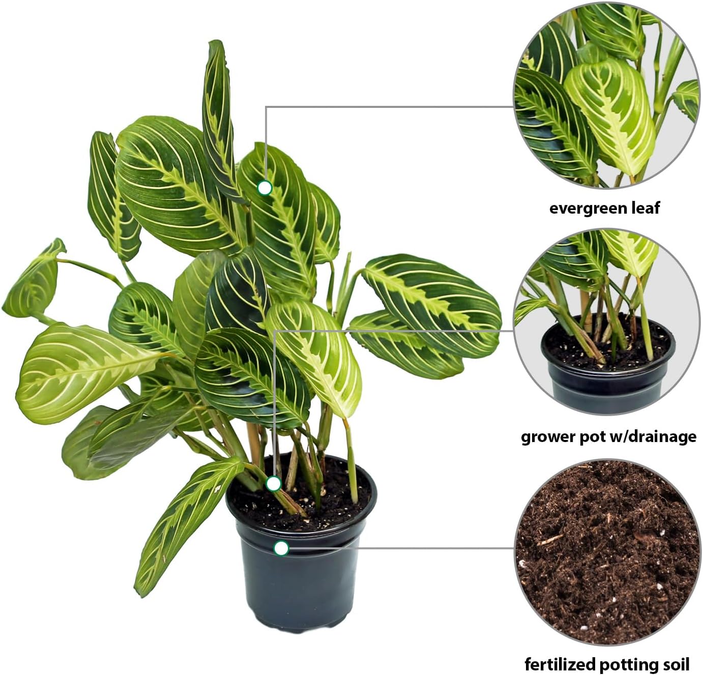 Live Lemon Green Maranta, Lemon Prayer Plant, Vine Houseplant, Christmas Gift, Trailing Indoor Plant, Office Gift for Co-Worker, Housewarming Gift, Mom Birthday Gift in 4" Pot
